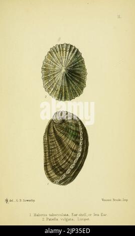 Les mollusques comestibles de Grande-Bretagne et l'Irlande (Planche XI) Banque D'Images