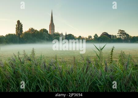 Brumeux lever du soleil en août à Harnham Water Meadows, la cathédrale de Salisbury au loin. Wiltshire, Angleterre. Banque D'Images