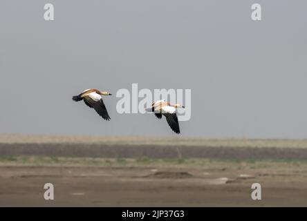 Ruddy Shelduck en flight.ruddy Shelduck, connu en Inde sous le nom de Brahminy Duck, est un membre de la famille Anatidae. Banque D'Images