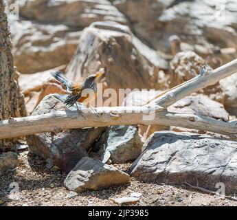 Muguet à dos rufos ou robin à dos rufos (Turdus rufopalliatus) assis sur un bois mort. Désert de Sonoran. Arizona. ÉTATS-UNIS Banque D'Images