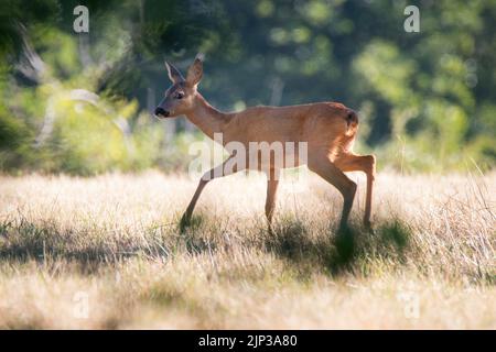 Le cerf se tient dans un pré Banque D'Images