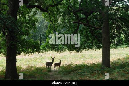 Deux cerfs wih l'herbe sèche de Richmond Park lors de la vague de chaleur estivale de 2022, Londres, Angleterre Banque D'Images