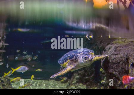 Brighton, 10 août 2022 : ouvert pour la première fois en 1872, le plus ancien aquarium du monde, le Sea Life Centre, célèbre ses 150th 000 anneurs Banque D'Images