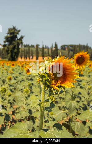 Champ de tournesol en Toscane, Italie Banque D'Images