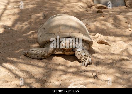 Une tortue géante (Chelonoidis nigra) traverse le désert en avant. Banque D'Images