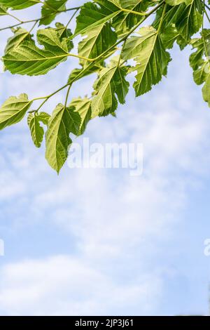 Branches de l'alba de Morus avec des feuilles vertes fraîches sous le ciel bleu dans la forêt. Vue de dessous. Jour ensoleillé d'été Banque D'Images