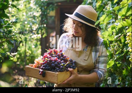 Entrepreneur prospère, écoagriculteur, viticulteur debout près d'un vignoble avec une boîte en bois pleine de raisins fraîchement récoltés Banque D'Images