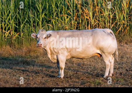 Vache Charolais blanche, race française de bovins de taurine, dans un pré devant le champ de maïs / champ de maïs / champ de maïs en été au lever du soleil Banque D'Images