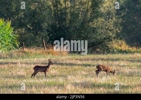 Jeune cerf de Virginie (Capranolus capranolus) deux juvéniles fourragent dans les prairies / prairies / pâturages au bord de la forêt en été Banque D'Images