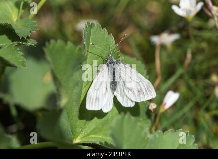 Blanc vert de la montagne au repos (Pieris bryoniae) Banque D'Images