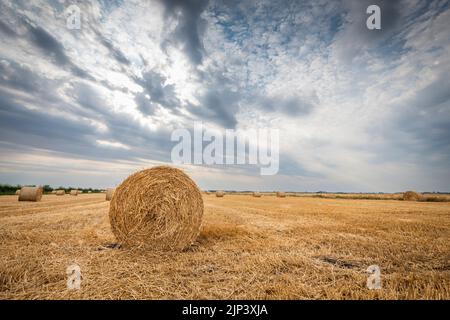 Aldreth, Cambridgeshire, Royaume-Uni. 15th août 2022. Des balles de paille se tiennent dans un champ dans la dernière du temps sec que les nuages de tempête se rassemblent dans le grand ciel de fenland . Le temps au Royaume-Uni devrait se refroidir avec le tonnerre et les périodes de pluie. Crédit : Julian Eales/Alay Live News Banque D'Images