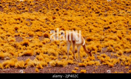 Un vicuna (vicugna lama) qui broutage dans le désert à San Pedro de Atacama, au Chili Banque D'Images
