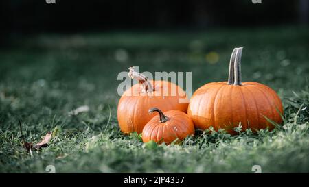 Citrouilles dans l'herbe du jardin. Halloween et Thanksgiving vacances et automne récolte de fond Banque D'Images