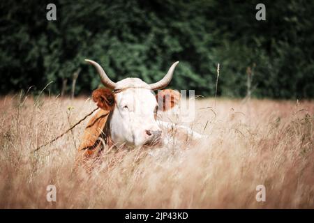 La vache brune layette dans l'herbe sur la prairie d'automne. Pâturage avec herbe jaune et forêt sur fond Banque D'Images