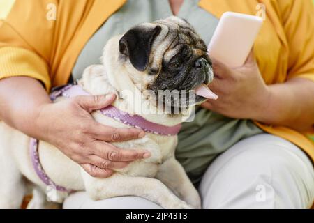 Portrait dynamique de vue latérale d'un chien mignon petit chien assis dans les propriétaires se lap à l'extérieur, espace de copie Banque D'Images