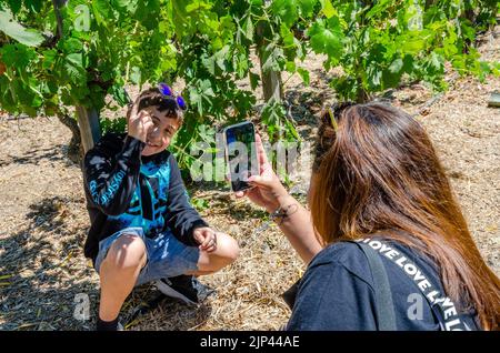 Une dame prend une photo à l'aide de son téléphone portable de son fils lors d'une visite d'un domaine viticole en vacances dans la vallée de Napa, en Californie, aux États-Unis Banque D'Images