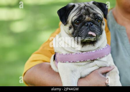 Gros plan d'un joli petit chien avec la langue dehors assis dans les bras de l'utérus à l'extérieur, espace de copie Banque D'Images