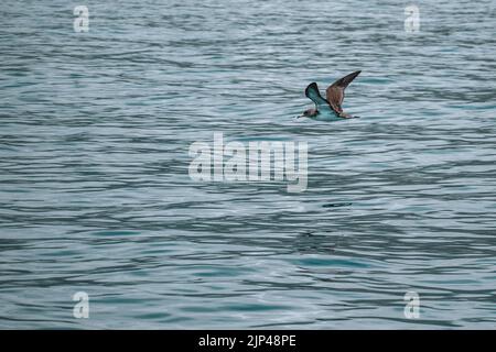 L'oiseau de l'eau de mer du Cap-Vert survolant les vagues bleues Banque D'Images