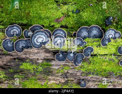 Champignons de la queue de dinde (Trametes versicolor ou Coriolus versicolor) sur une bûche en forêt. Sulawesi, Indonésie. Banque D'Images