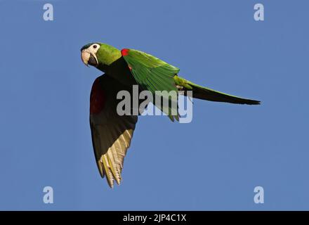 Macaw à épaulettes (Diopsittaca cumanensis cumanensis) adulte en vol Pantanal, Brésil. Juillet Banque D'Images