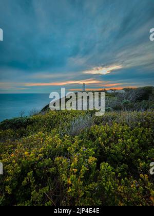 Plantes avec beau coucher de soleil caché derrière les nuages Banque D'Images