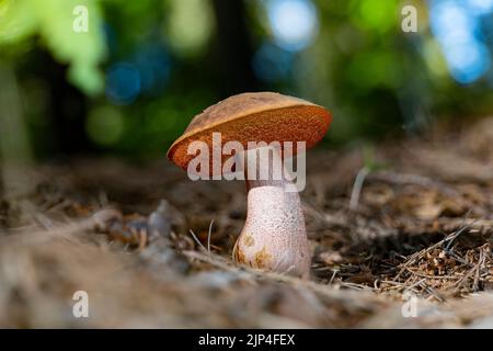 Gros plan d'un champignon de la harpète (Neobuletus luridiformis) sur des aiguilles d'épinette Banque D'Images