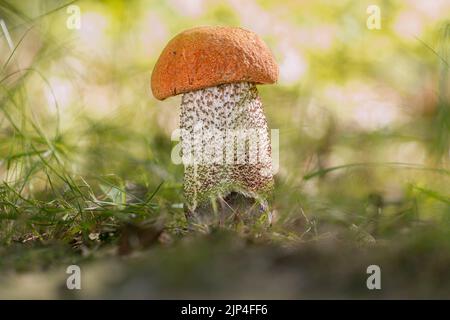 Un closéipe d'un champignon de la tige fraiche à capuchon rouge (Leccinum aurantiacum) Banque D'Images