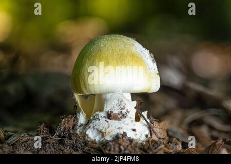 Un gros plan d'un jeune champignon mortel toxique (Amanita phalloides) Banque D'Images