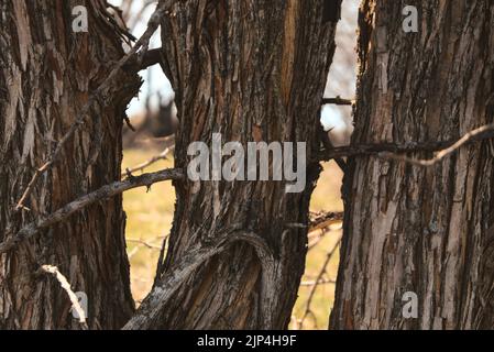 Un gros plan de trois vieux troncs d'arbres avec des branches épineuses qui poussent à travers et autour d'eux dans une forêt ensoleillée Banque D'Images