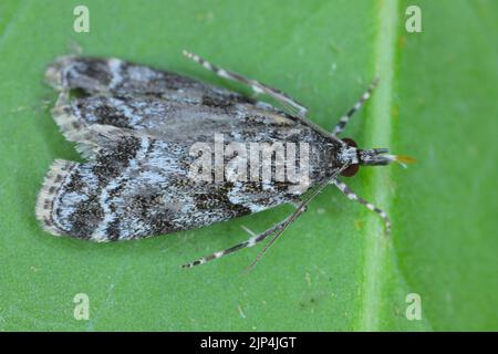 Une minuscule papillon de la famille des Géléchiidae, communément appelée papillons de nuit des torons ou géléchiidés. Les chenilles sont phytophages. Banque D'Images