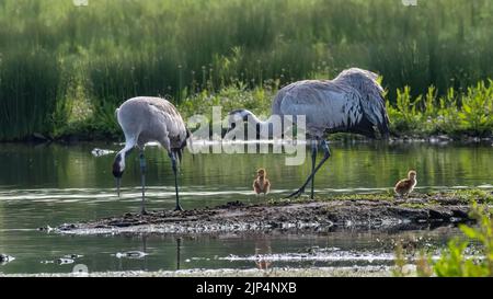 Grue eurasienne commune (Grus grus) avec poussins Banque D'Images