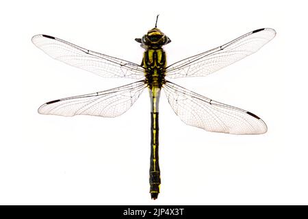 Dragonfly en gros plan sur fond blanc Banque D'Images