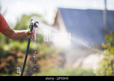 Main de fermier avec tuyau de jardin et pistolet arrosoir les plantes végétales en été. Concept de jardinage. Plantes agricoles poussant dans la rangée de lits Banque D'Images