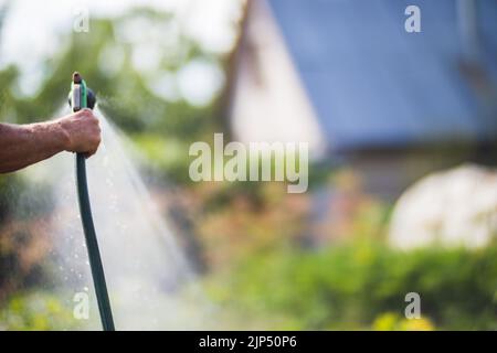 Main de fermier avec tuyau de jardin et pistolet arrosoir les plantes végétales en été. Concept de jardinage. Plantes agricoles poussant dans la rangée de lits Banque D'Images