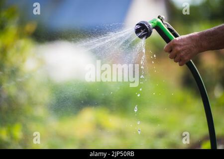 Main de fermier avec tuyau de jardin et pistolet arrosoir les plantes végétales en été. Concept de jardinage. Plantes agricoles poussant dans la rangée de lits Banque D'Images