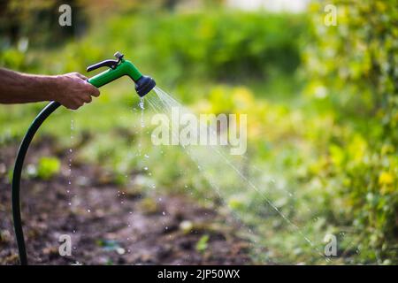 Main de fermier avec tuyau de jardin et pistolet arrosoir les plantes végétales en été. Concept de jardinage. Plantes agricoles poussant dans la rangée de lits Banque D'Images