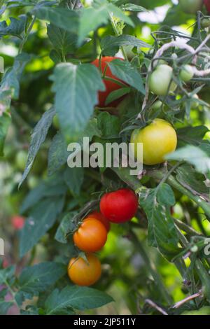 Les cultures de tomates plantées dans le sol deviennent mûres sous le soleil de près. Terre cultivée avec germe. Plante agricole poussant dans la rangée de lits. Culture alimentaire naturelle verte Banque D'Images