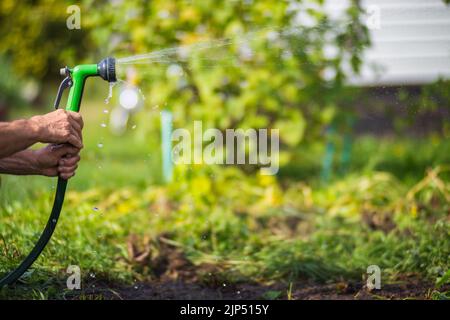 Main de fermier avec tuyau de jardin et pistolet arrosoir les plantes végétales en été. Concept de jardinage. Plantes agricoles poussant dans la rangée de lits Banque D'Images