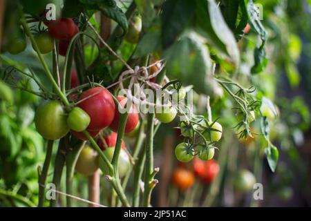 Les cultures de tomates plantées dans le sol deviennent mûres sous le soleil de près. Terre cultivée avec germe. Plante agricole poussant dans la rangée de lits. Culture alimentaire naturelle verte Banque D'Images