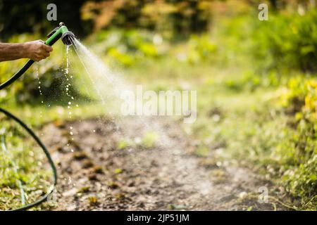 Main de fermier avec tuyau de jardin et pistolet arrosoir les plantes végétales en été. Concept de jardinage. Plantes agricoles poussant dans la rangée de lits Banque D'Images