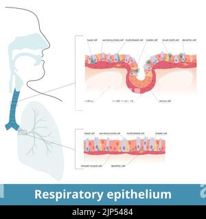 Épithélium respiratoire. Tissu des voies respiratoires humaines avec cellules spécifiques : cellules ciliées, goblet, basales. Cellules musculaires lisses et cellules dendritiques. Illustration de Vecteur