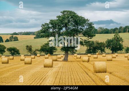 Un arbre mûr au centre d'un champ agricole entouré de cultures qui ont été récoltées et de balles rondes de foin. Banque D'Images