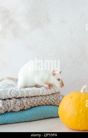 Pile de divers chandails tricotés avec une souris blanche sur le dessus, décorée d'une citrouille. Recyclage des vêtements. Mode écologique et durable Banque D'Images