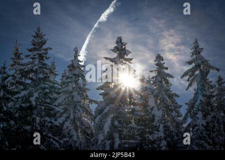 Photo sous angle du soleil qui brille à travers les pins enneigés des Alpes françaises Banque D'Images