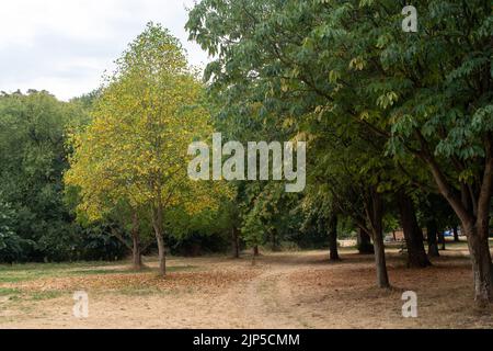 Eton, Windsor, Berkshire, Royaume-Uni. 15th août 2022. Comme dans la plupart des pays du Royaume-Uni, la canicule et la sécheresse ont des conséquences sur les terrains de l'école publique Eton College. On prévoit beaucoup de pluies nécessaires pour la semaine à venir et le Sud-est est maintenant officiellement en proie à la sécheresse. Crédit : Maureen McLean/Alay Live News Banque D'Images