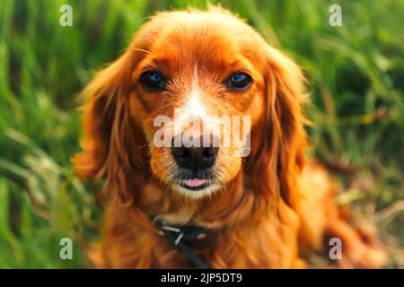 Effet de flou artistique sur le chien orange. Portrait en gros plan. Joyeux portrait de chiot d'épagneul cocker rouge en plein air en été. Un épagneul qui marche à l'extérieur dans le champ. Chien de visage Banque D'Images