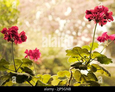 Géraniums rouges fleuris sur le rebord de la fenêtre, plantes en pot à l'intérieur. Banque D'Images