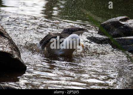 Un saule de Kelp (Larus dominicanus) éclabousse l'eau sur son dos à Sydney, Nouvelle-Galles du Sud, Australie (photo de Tara Chand Malhotra) Banque D'Images