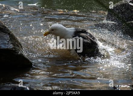 Un saule de Kelp (Larus dominicanus) éclabousse l'eau sur son dos à Sydney, Nouvelle-Galles du Sud, Australie (photo de Tara Chand Malhotra) Banque D'Images