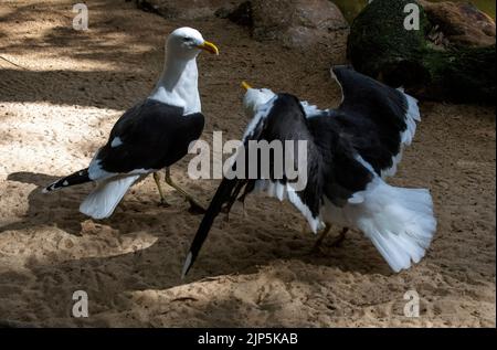 Une paire de Mouettes de Kelp (Larus dominicanus) à Sydney, Nouvelle-Galles du Sud, Australie (photo de Tara Chand Malhotra) Banque D'Images